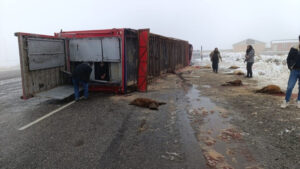 Ağrı’da hayvan yüklü tır yan yattı: 10 küçükbaş telef oldu