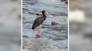 Nadir görülen kara leylek Karabük’te objektiflere takıldı