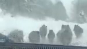 Domuzu eliyle yakaladı