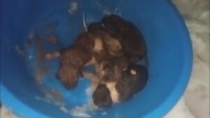 Hatay’da kar altında kalan yavru köpekler kurtarıldı