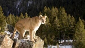 Yürüyüş yapan kadın puma saldırısında öldü